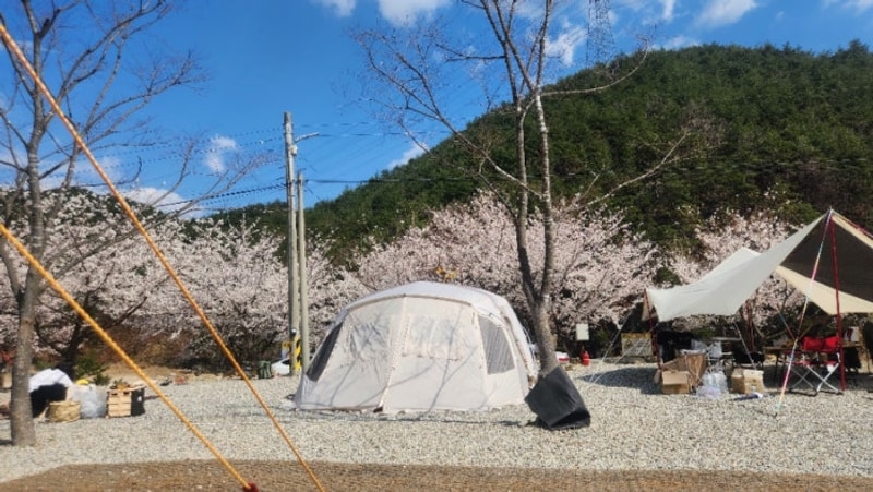 3번째  봄내음 가득한 삼척 여유 캠핑장  벚꽃 캠핑 성공