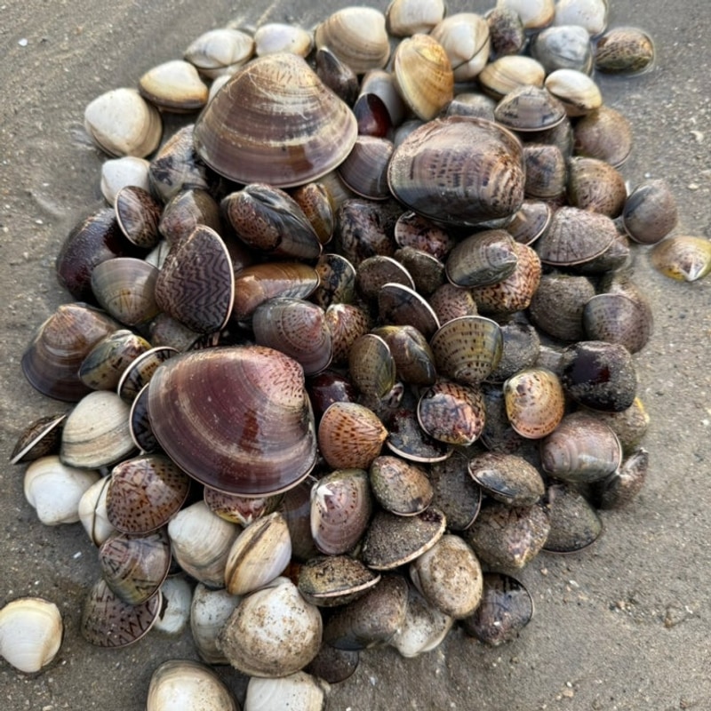 충청도 갯벌 캠핑장 서천 별빛갯벌캠핑장 백합 동죽 천국