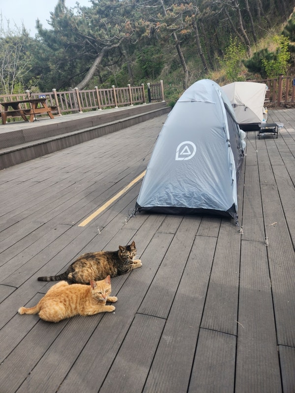 (전북 군산) 관리도 캠핑장 (25.05)