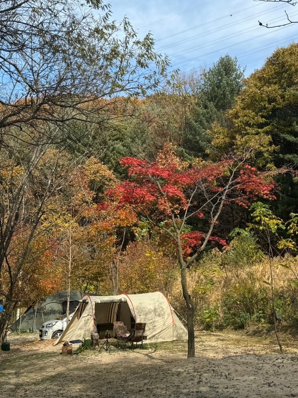 이날 일기 ( 대형견 동반 캠핑장 : 단풍캠 포천캠핑마을...
