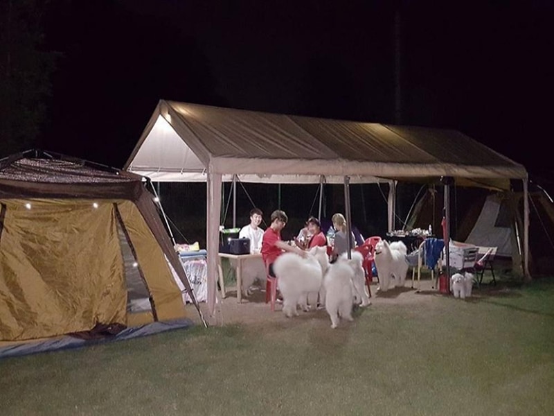 랩도그빌애견캠핑장 시설 사진 22