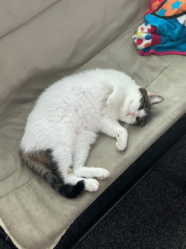 2025년 8월 일상, 세번째[가평금다래캠핑장...