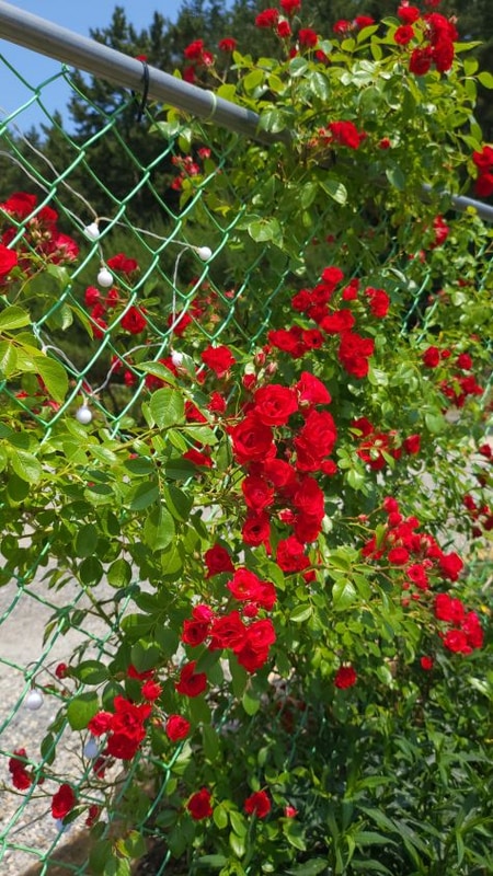 올레유 | 여름휴가로 너무 좋았던 태안캠핑장 후기!