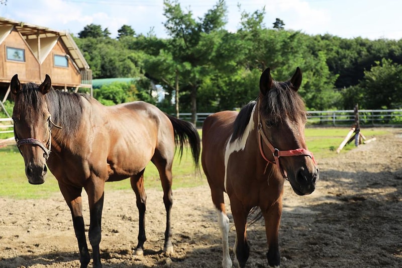 홀스킹덤 글램핑 시설 사진 19