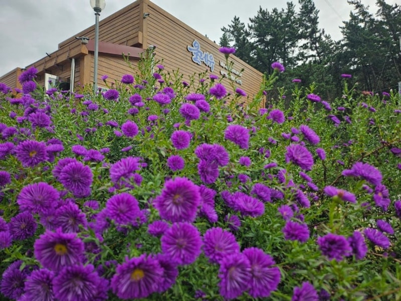 태안 올레유 캠핑장, 바람 따라 연날리며 보낸 설 연휴