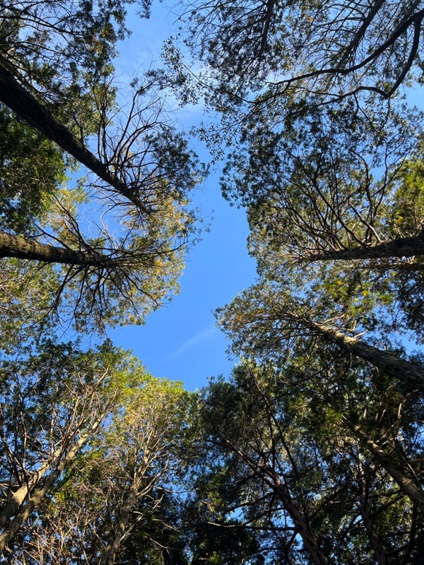 (서귀포/캠핑/야영/한라산) 서귀포 자연 휴양림 야영장