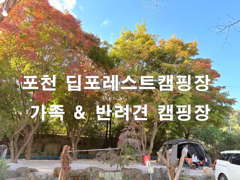 포천 딥포레스트캠핑장 | 서울근교 가족캠핑 & 오토캠핑장