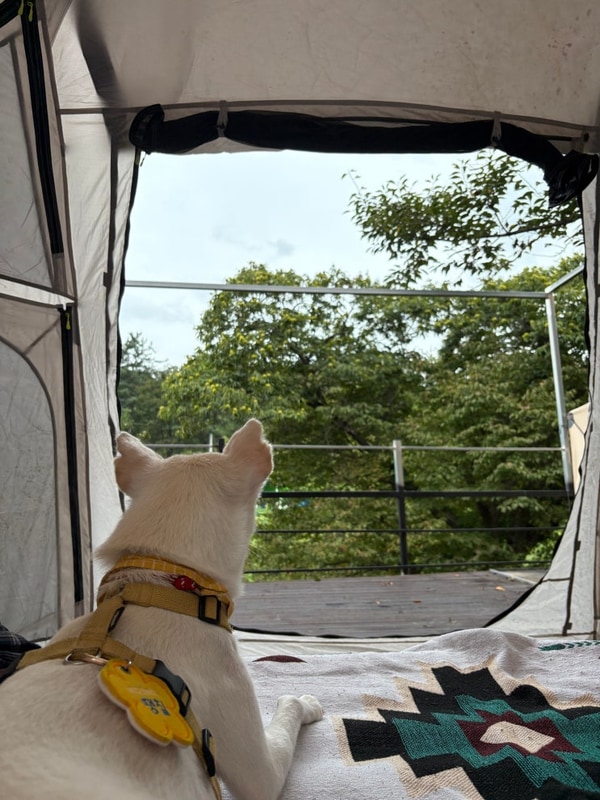 [포천] 애견동반 캠핑장 다올숲캠핑장 A-0 데크 사이트 2번째...