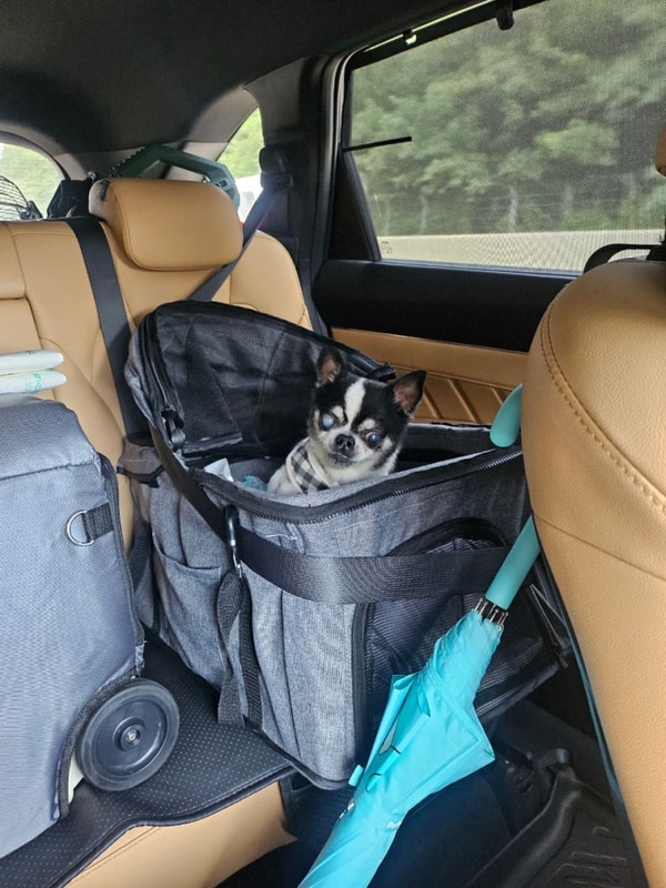 3일 캠핑 갔다가 온열질환 걸릴뻔 한 후기(with 큰마당캠핑장)