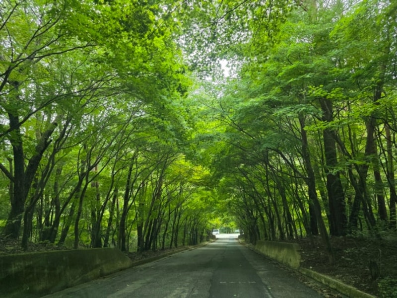 인제 오아시스정글 캠핑장, 게르마늄 온천, 치킨, 계곡까지! A-5...