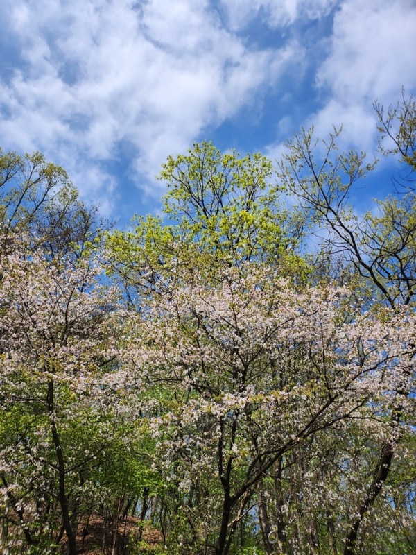 벚꽃엔딩 캠핑 기록 / 용인 젤코바 캠핑장 데크