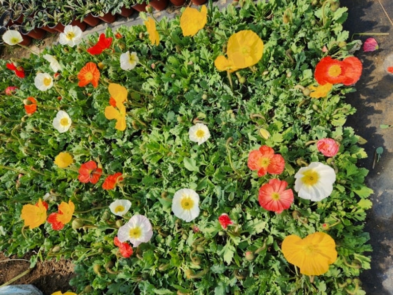 모악산캠핑파크 대신 꽃 사러 간다