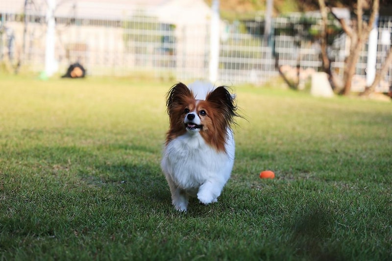 캠프위드펫&애견글램핑 시설 사진 9