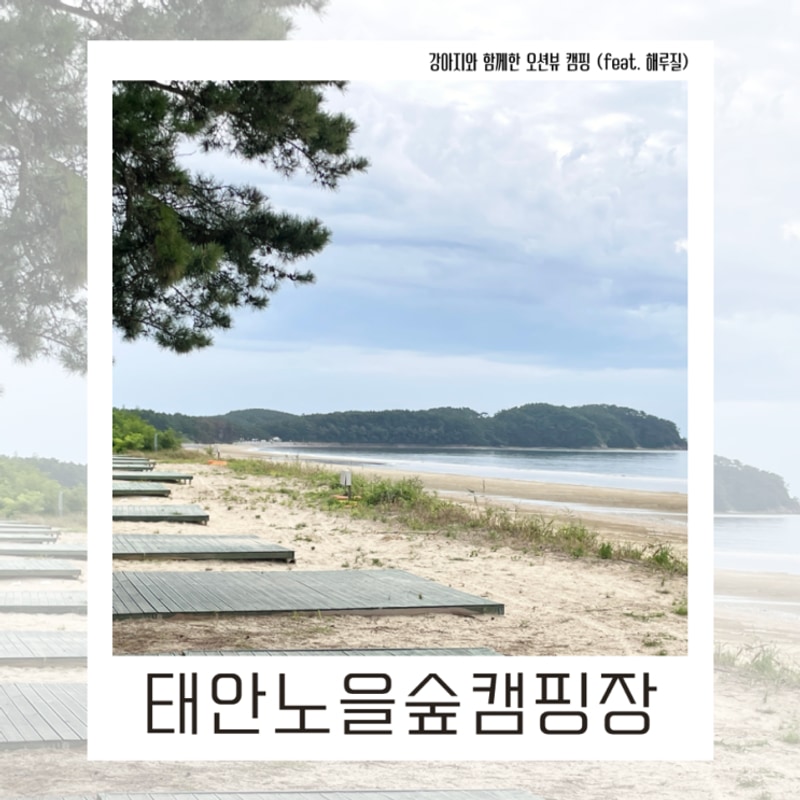 [충남/태안] 애견동반 캠핑장... 가능한 태안노을숲캠핑장