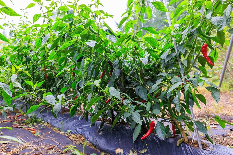 에코팜 부설 오토캠핑장 시설 사진 20