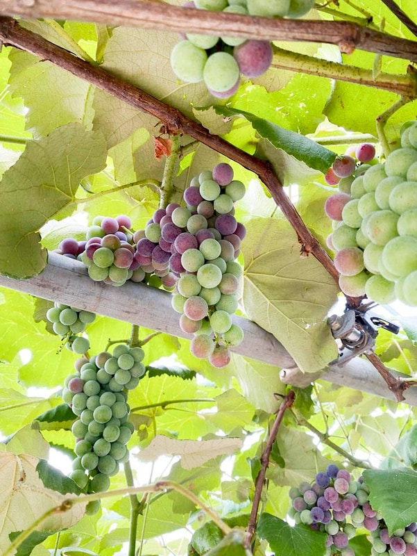 포도길 캠핑장 시설 사진 4