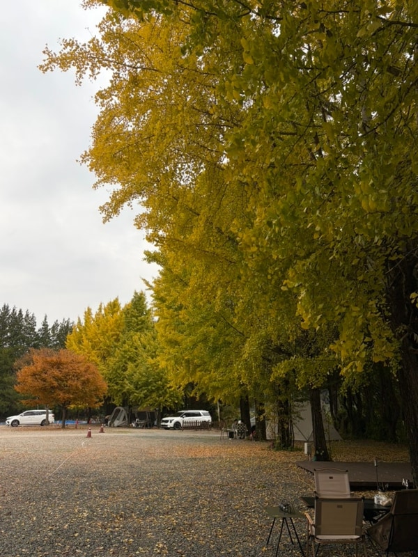 경남 산청 [가고파캠핑장] 11월 은행나무 A7 사이트 후기