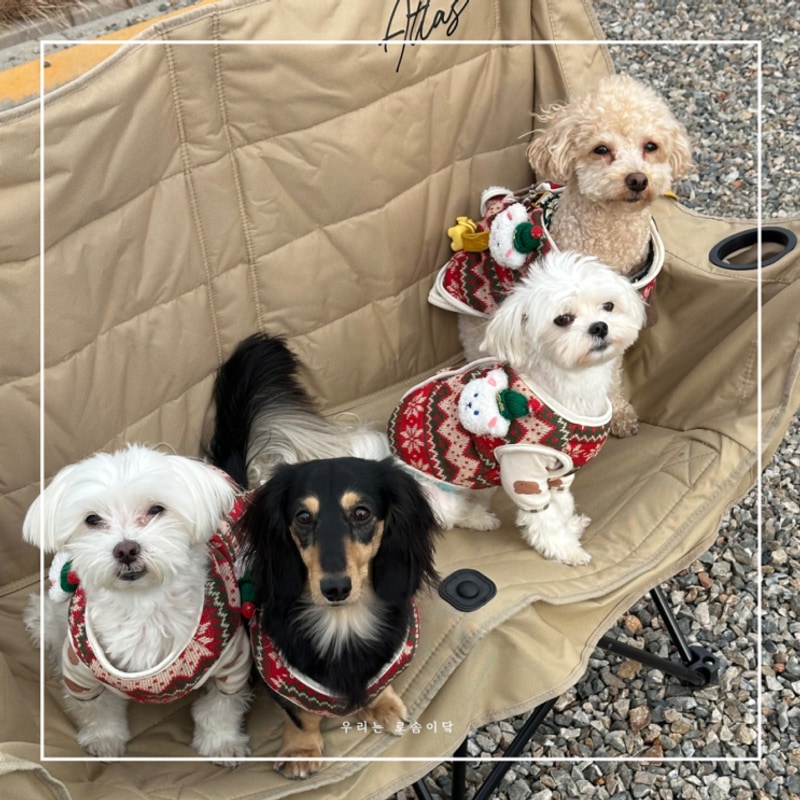 매향오토캠핑장 궁평항 화성애견동반캠핑장 바지락칼국수까지...