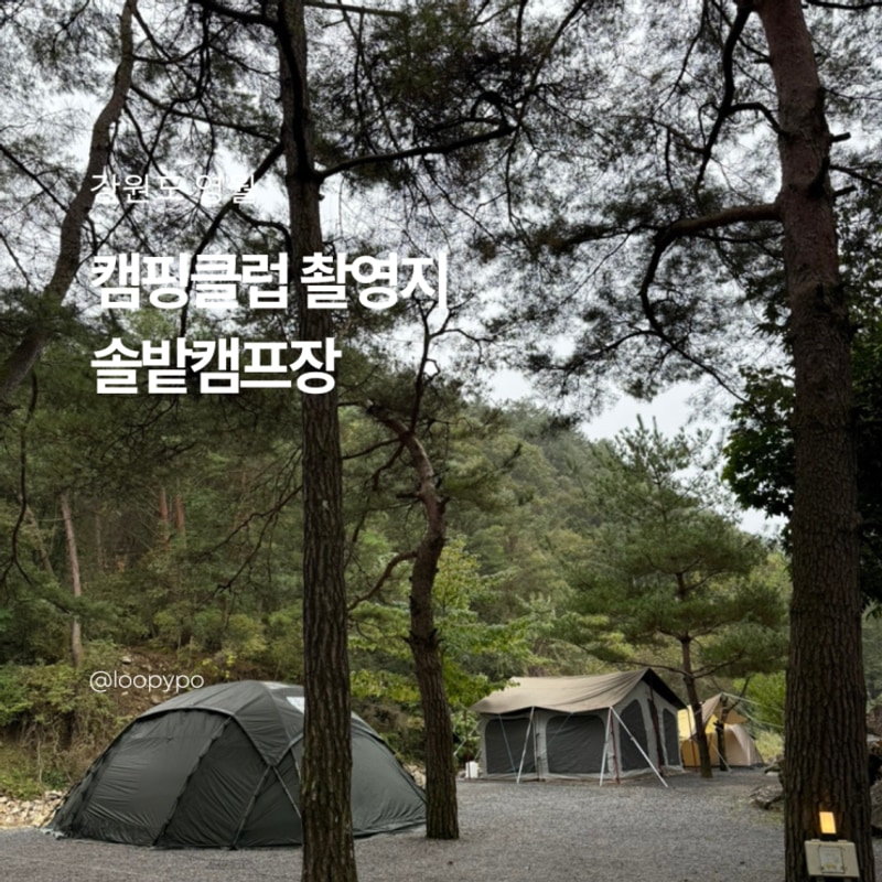 강원도 영월 캠핑클럽 촬영지 솔밭캠프장 당일 예약 방법...