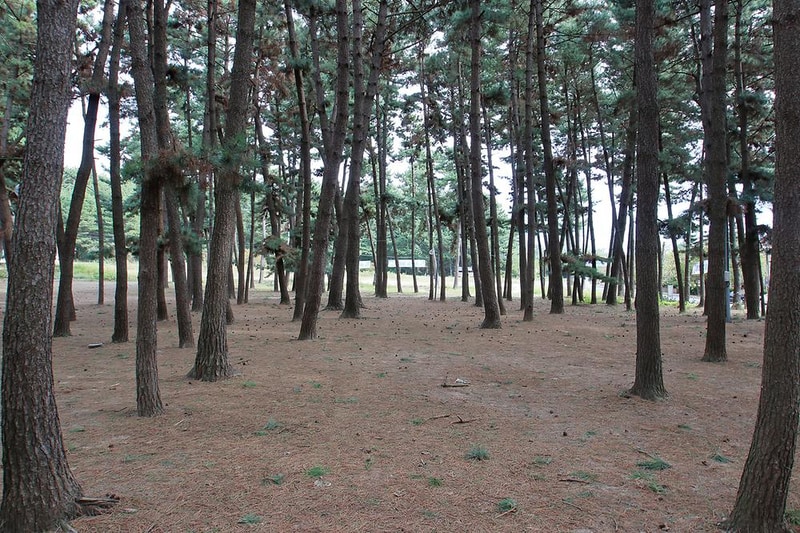 솔내음 야영장 시설 사진 1