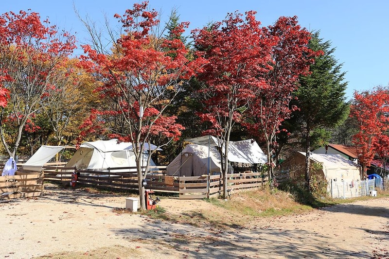 위드독스in포천 시설 사진 3