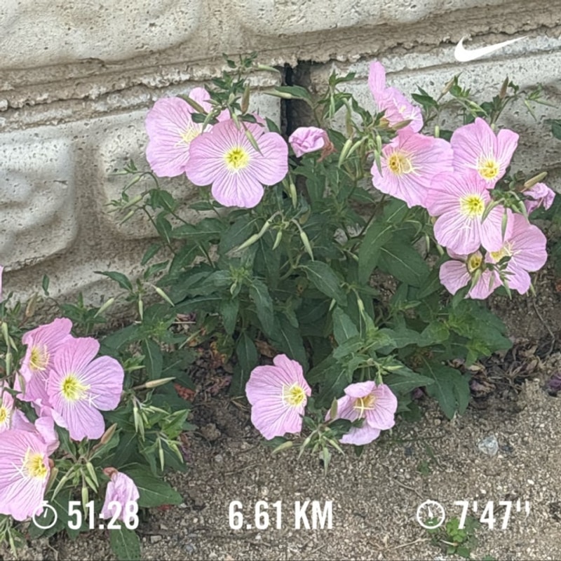 여주 강천섬캠핑장(25.6.6-7)