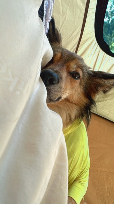 전북 무주 반려견동반 캠핑장 노을 맛집 붉은 노을 캠핑장