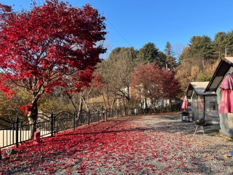[가평 글램핑 추천] 캡틴카라반글램핑 후기