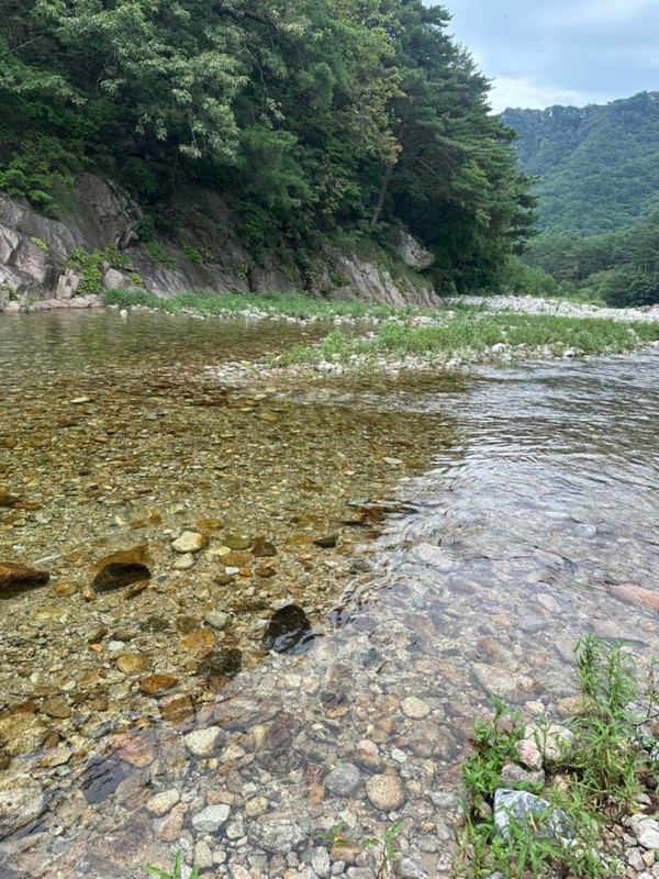 양양 계곡 애견동반 평상대여오색솔밭야영장 내돈내산