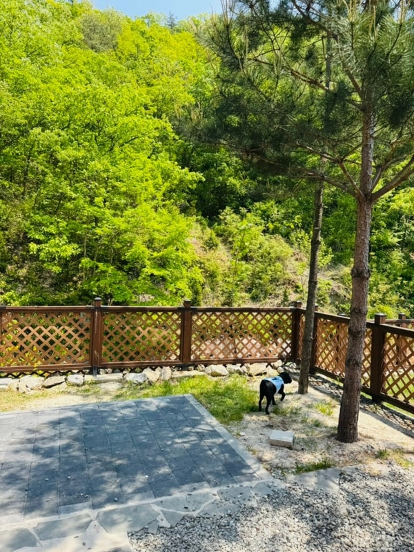 [홍천 애견동반 캠핑장] 개인... 타프 최고! 그자리 야영장 최고!