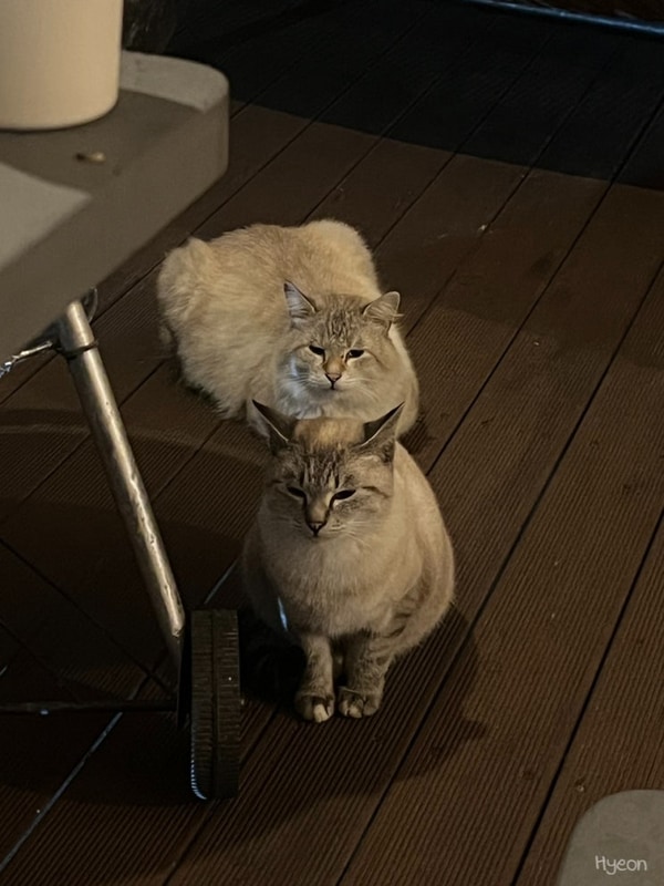 [경기 양평] 고즈넉함과 고양이가 있는 "산음캠핑" +탕수육이...