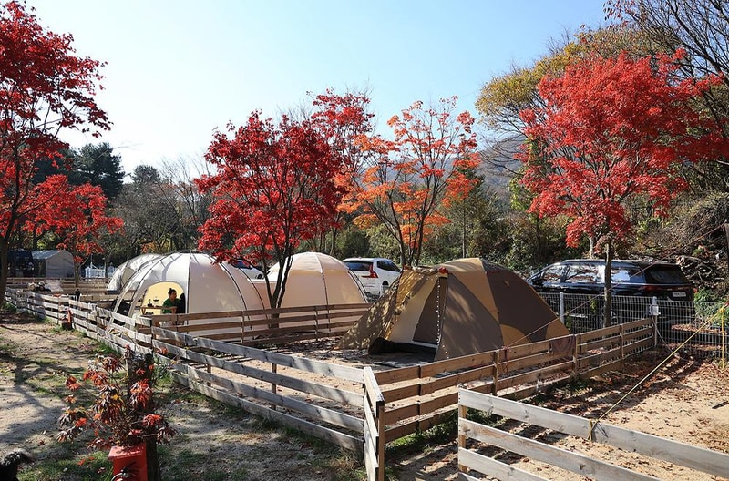 위드독스in포천 시설 사진 18