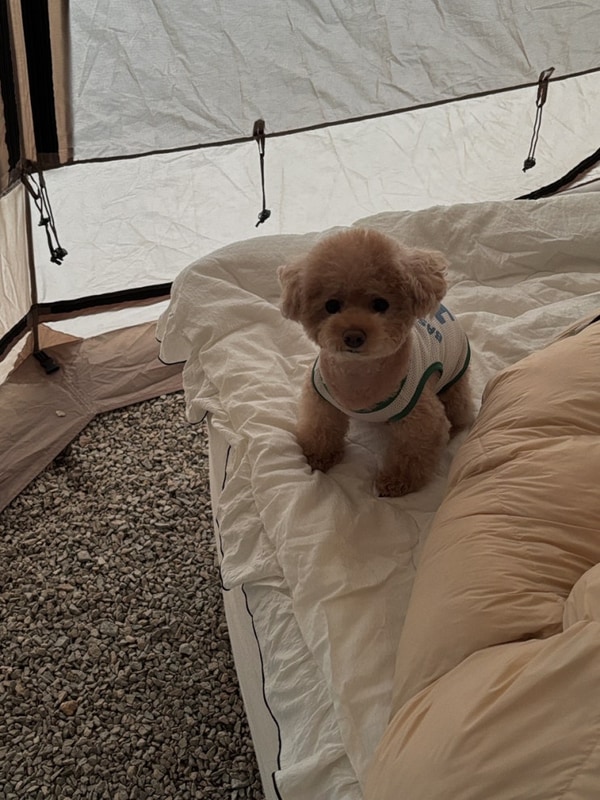 Camping record ep.14 양구 민트초코캠핑장, 시설 좋은...