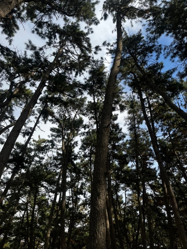 춘장대 솔내음야영장 / 충남 서천 캠핑장