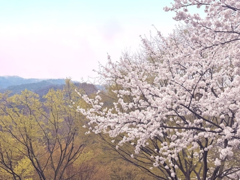주말 : 밀양 네이처에코리움 / 밀양 산여울캠핑장