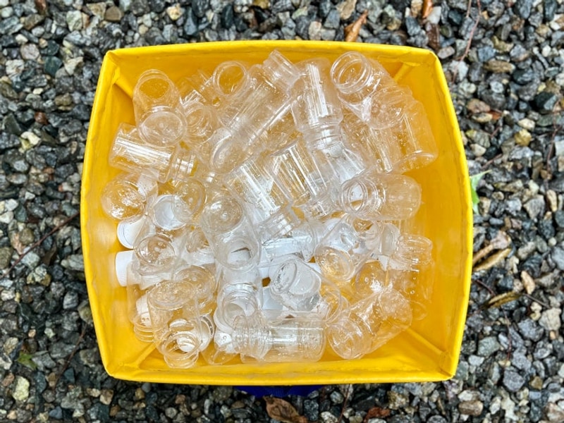 2025년 보리수 잔술 담그기 / 수영장 오픈 _ 가평 둥지캠핑장