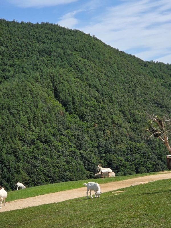 [태백] 친구와 함께한 서늘한 태백 차박 여행  | 매봉산천상의숲...