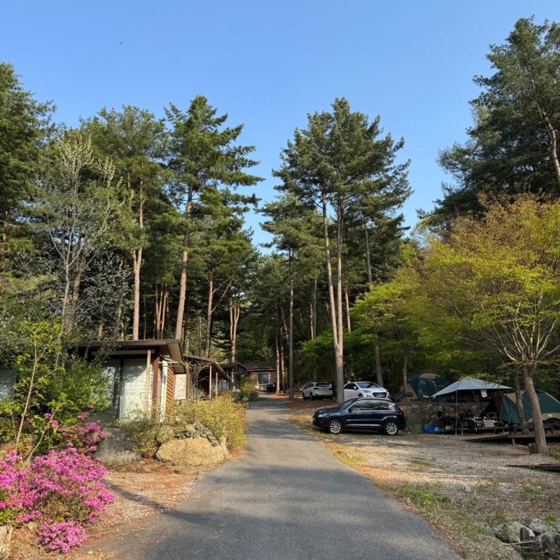 유명산힐링캠프 | 40번째 캠핑 : 애견 동반 숲 뷰에서 힐링하기...