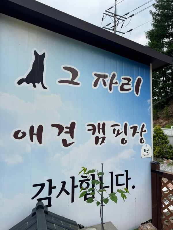 캠핑[노숙]-홍천 그자리야영장 애견캠핑장-계곡&C사이트 완전...