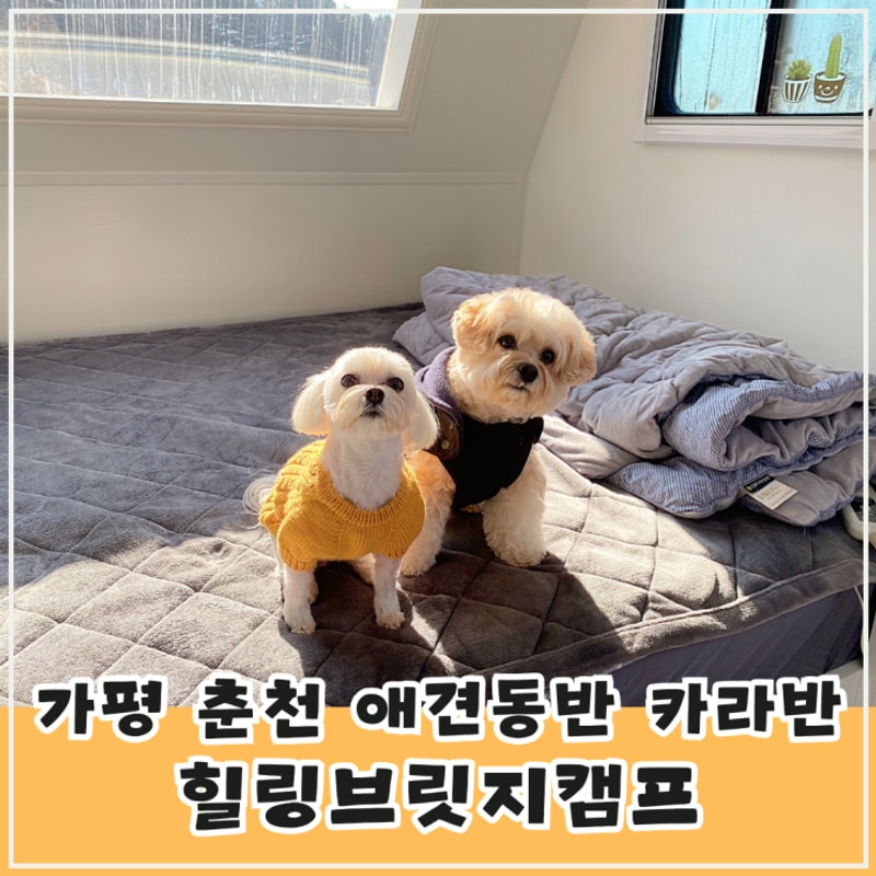 가평 춘천 애견동반카라반 힐링브릿지캠프 후기