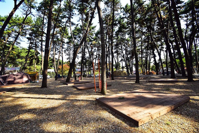 춘장대 중앙솔밭캠핑 시설 사진 4
