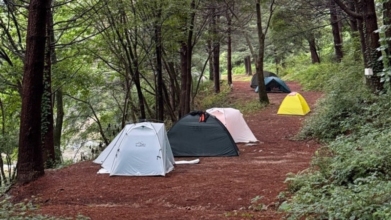 ⛺️포천 각흘계곡 캠핑장 잣나무 숲 사이트 후기