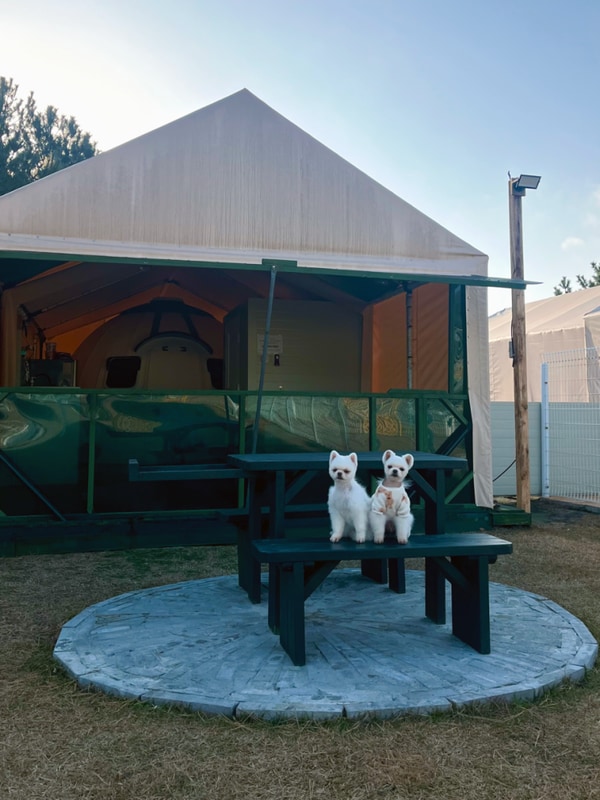 태안 애견동반 개별운동장이... 파라독스 애견펜션 돔글램핑...