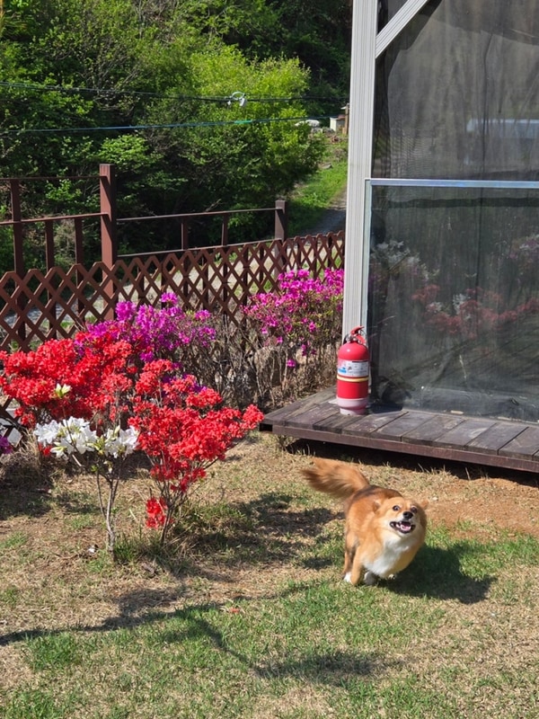 [가평 애견글램핑] 캠프위드펫 GT4 내돈내산 솔직후기