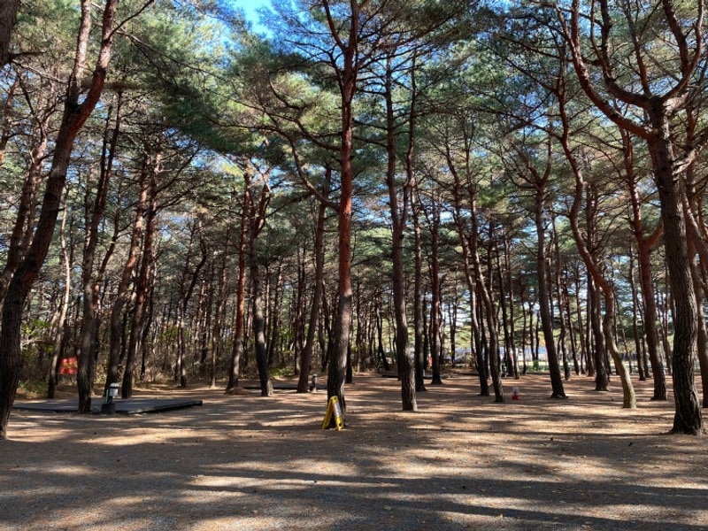 이야기_양양 솔바다 캠핑장 (송전해수욕장 솔바다 캠핑장...