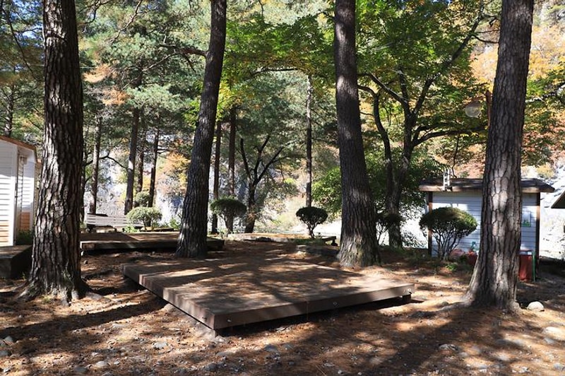 개미들솔향기야영장 대표 사진