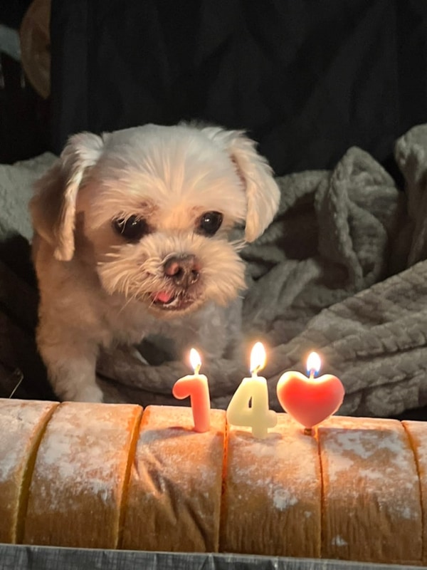 [캠핑일기 #12] 홍천 드루왈캠핑장 | 사이트B4 명당 | 애견동반...