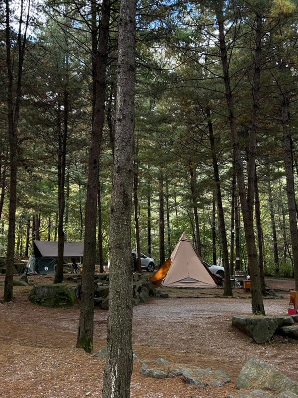 캠핑로그 #01 추동캠프 | 잣나무 숲 속 캠핑장 | 포천 캠핑장 추천