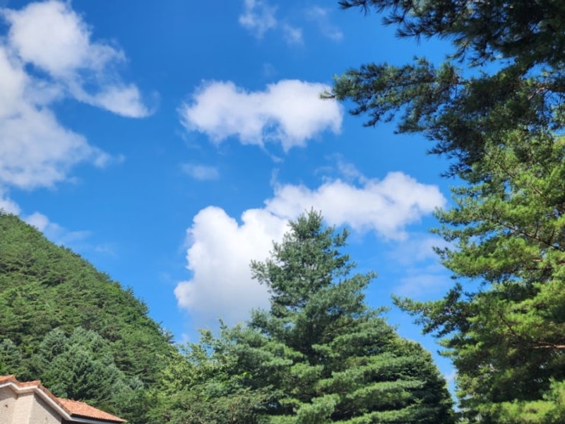 25년)영월 내리계곡 솔밭 캠핑장