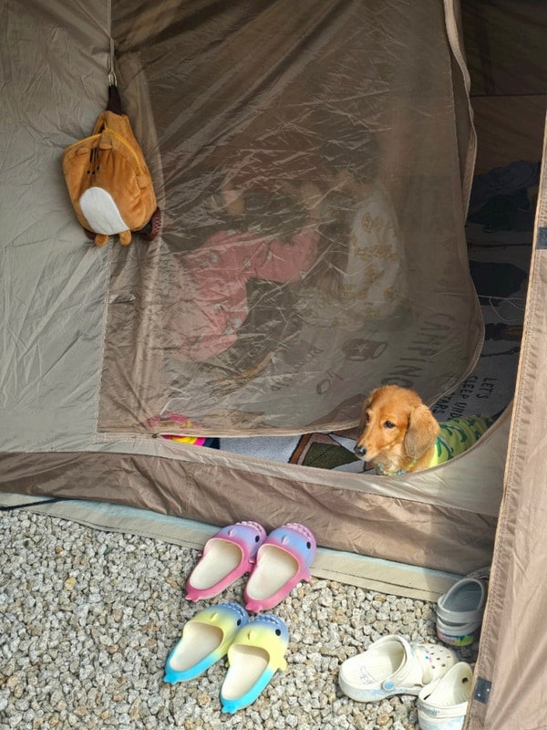 [나다캠21] 포천 딥포레스트캠핑장. 이번엔 실패한 벚꽃캠....